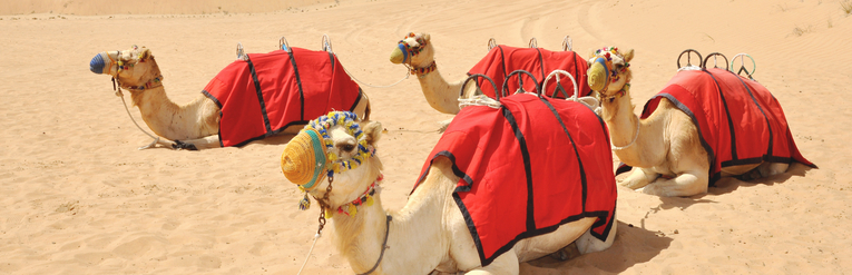 Camels In Dubai Desert