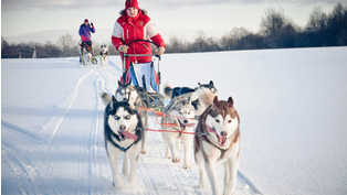 Dog Sledding