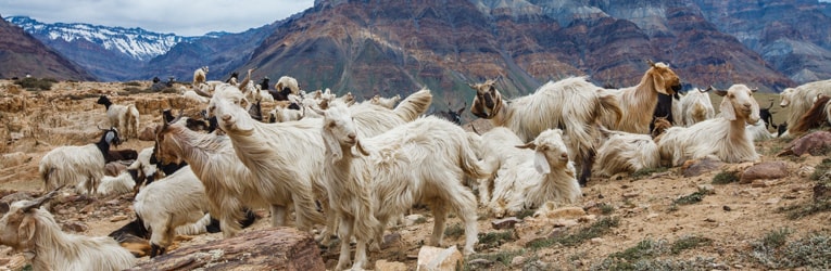 Himachal Pradesh, India