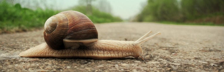 Snail's pace