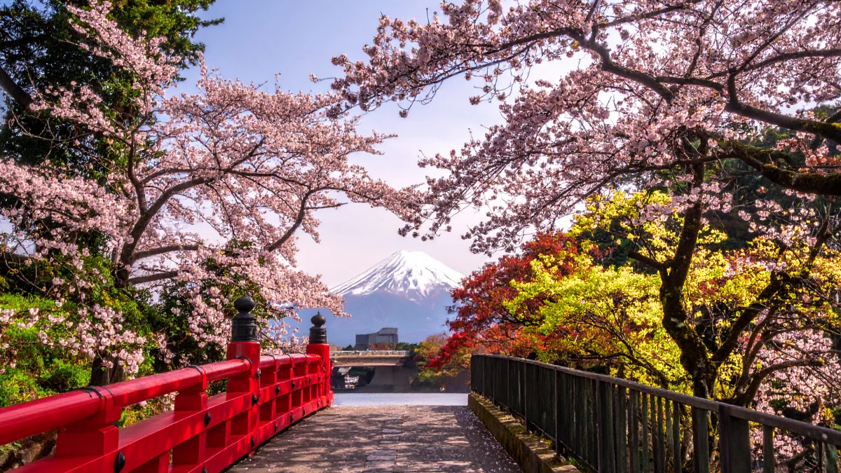 cherry blossom season near mount fuji, japan