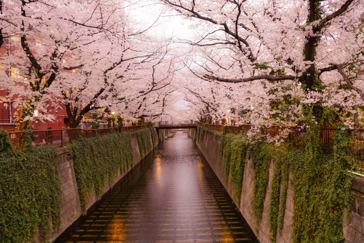 cherry blossom season japan
