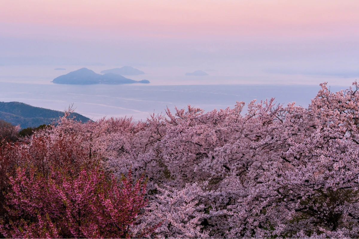 cherry blossoms in japan