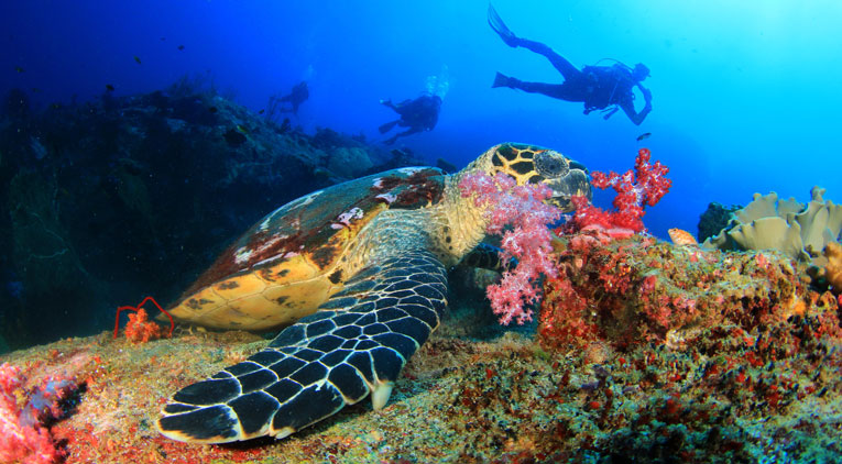 Turtle Underwater - Scuba Diving Advice 