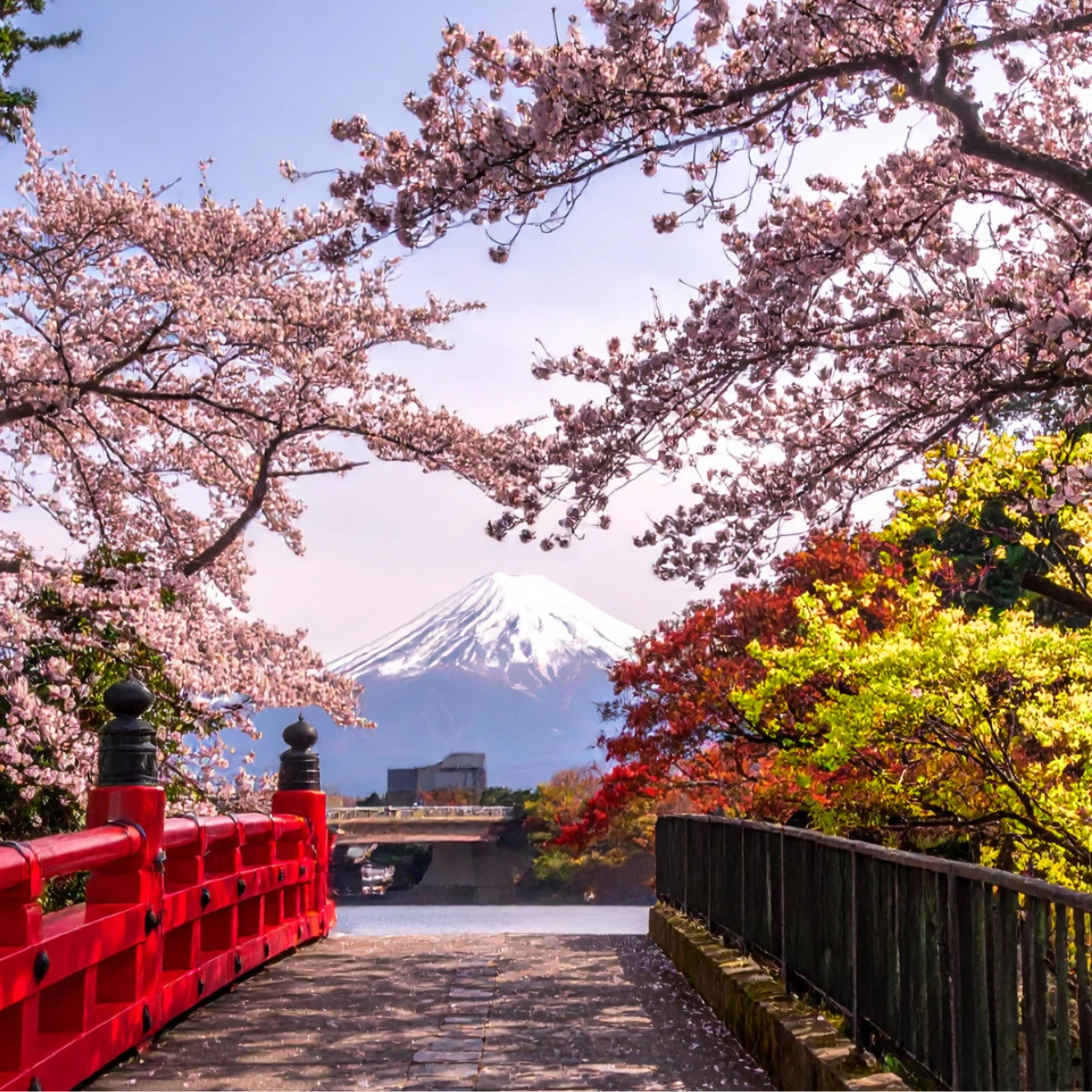 japan cherry blossom season