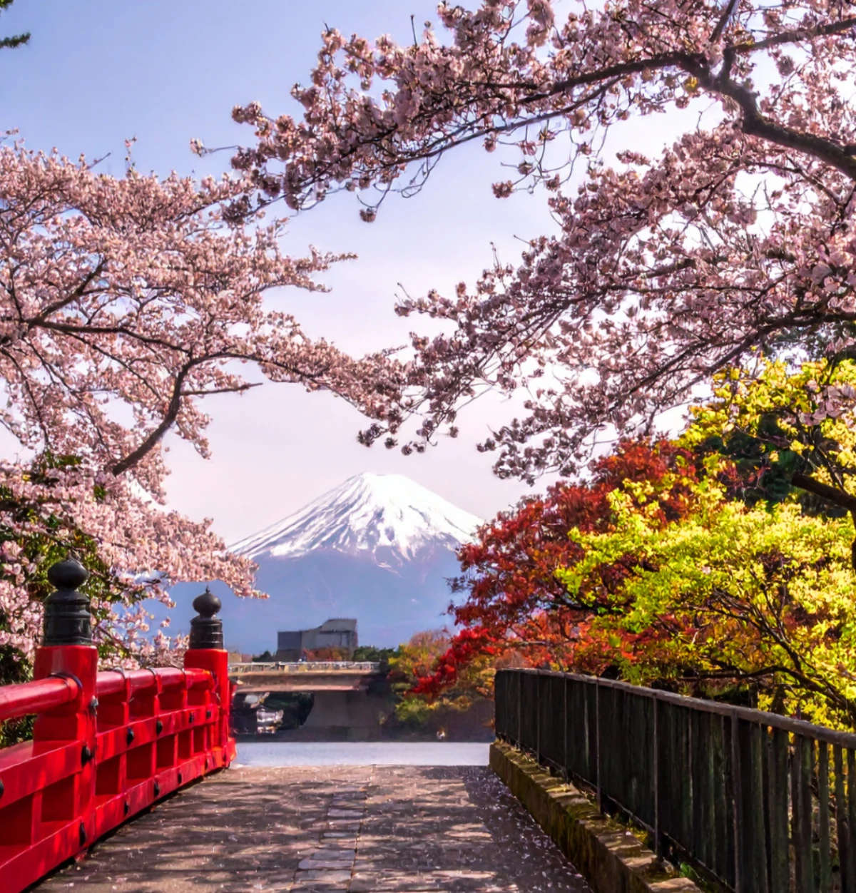 cherry blossom
