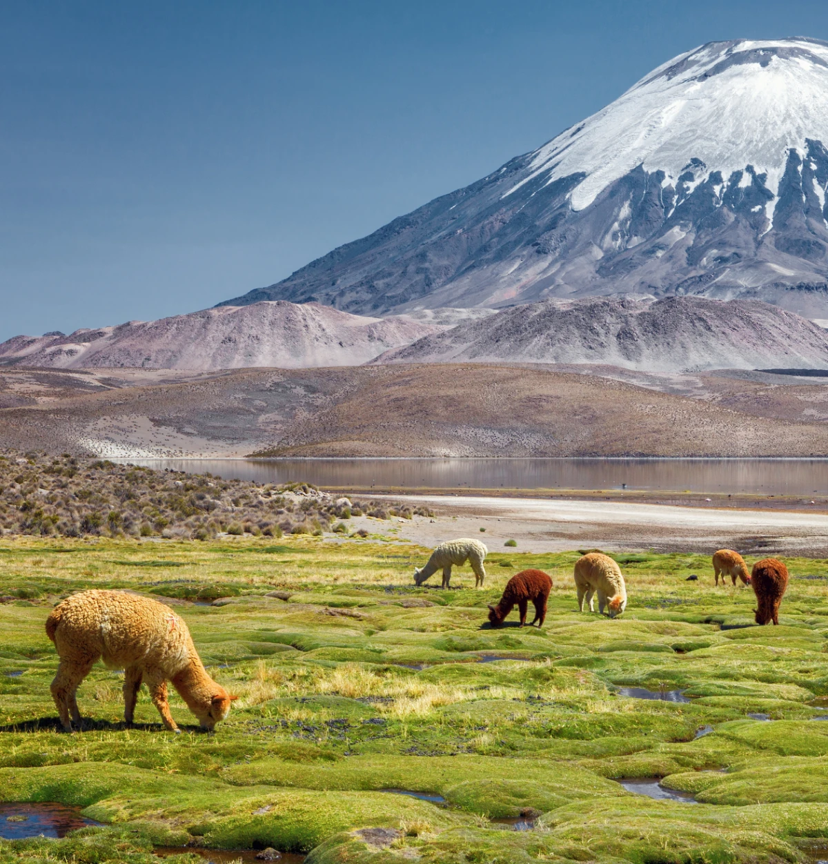chile