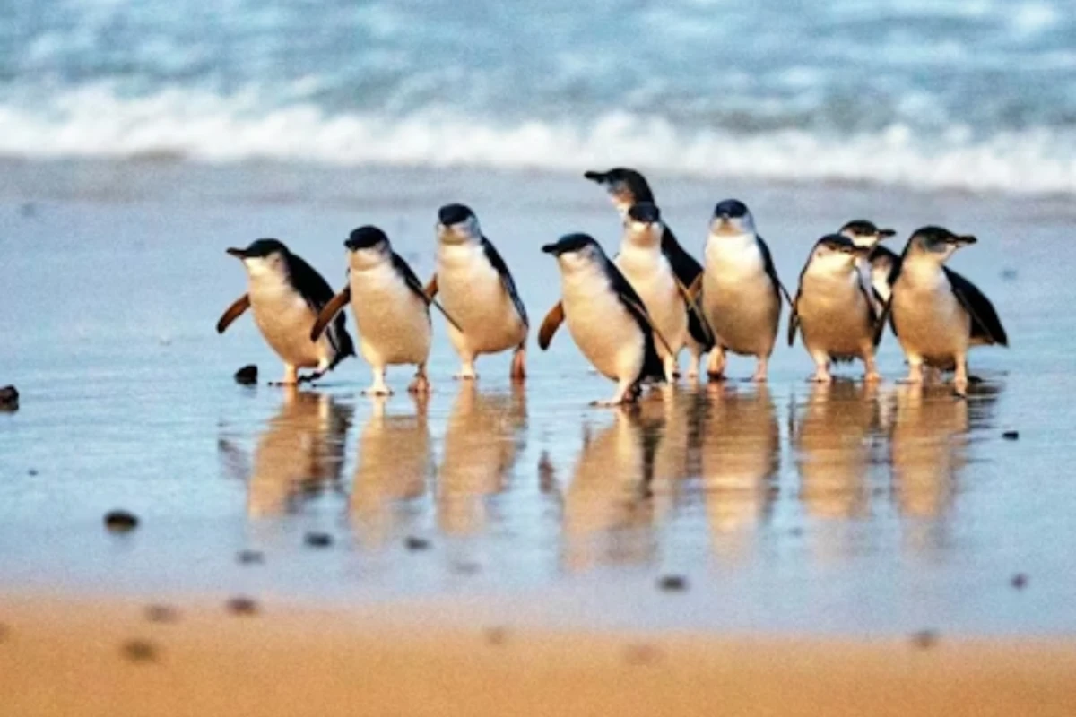 long weekend getaways - penguin parade