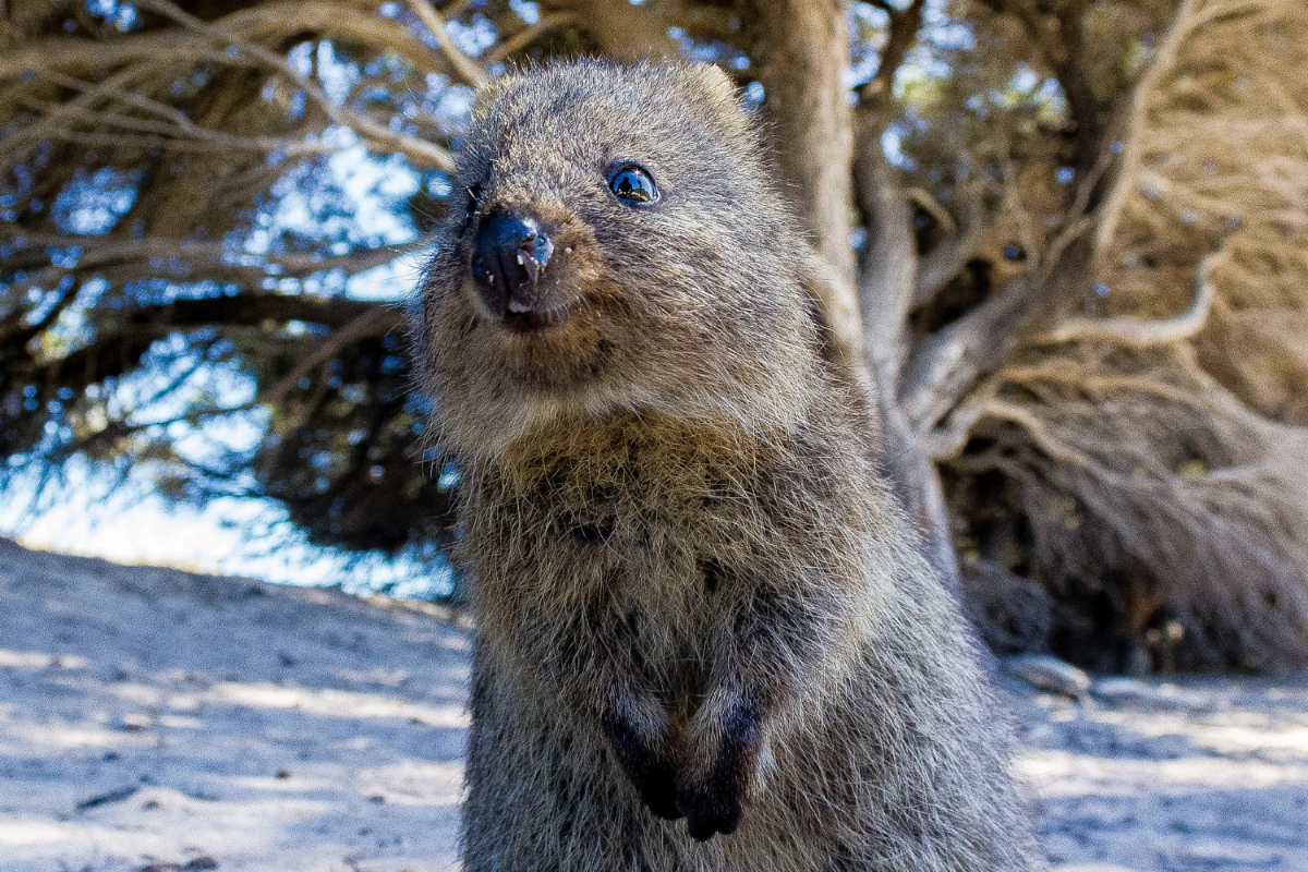 quokka