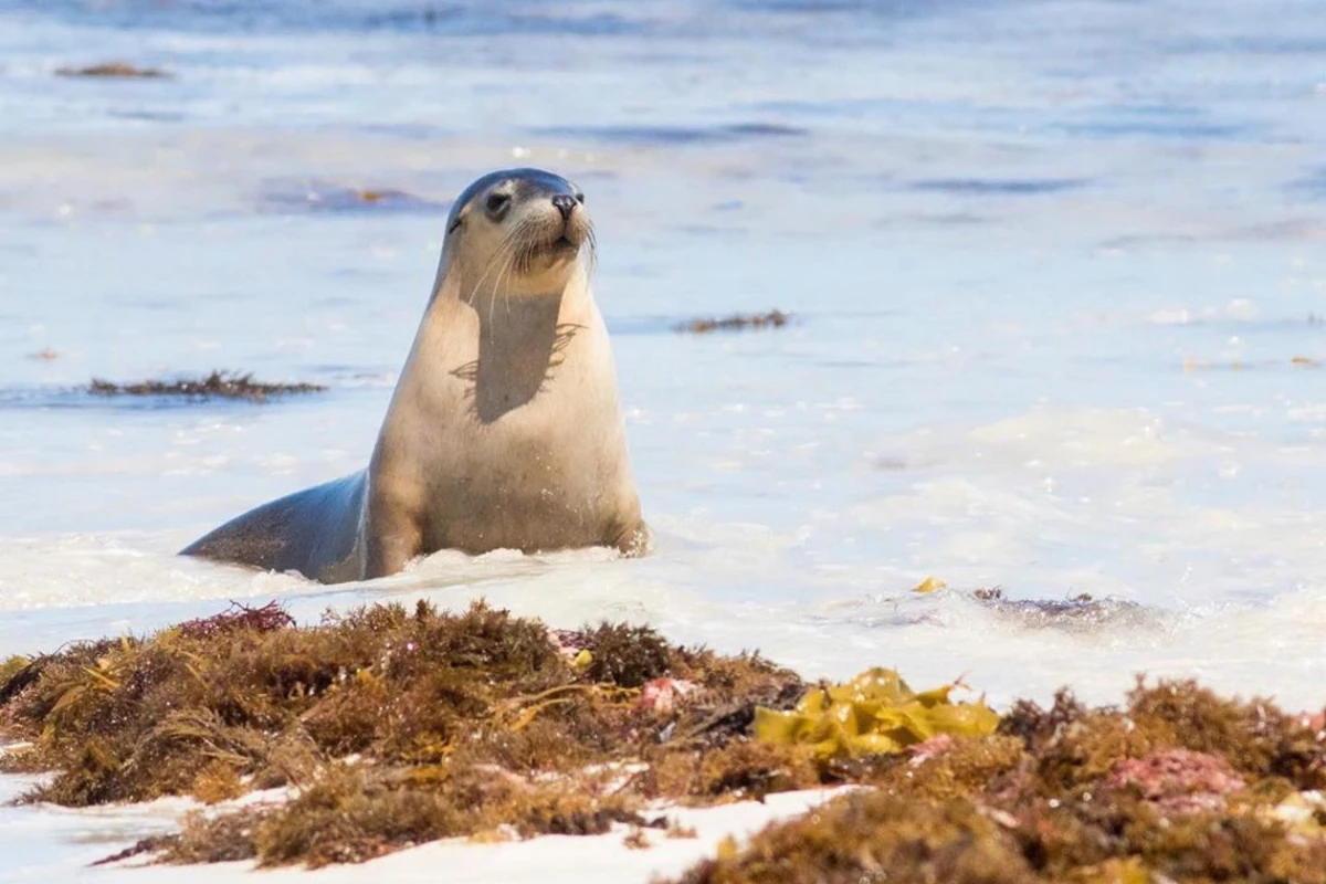 seal bay conservation park