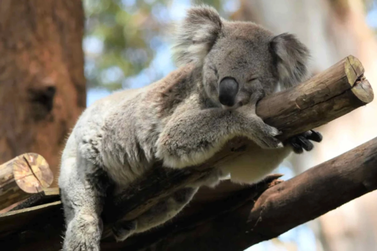 long weekend getaways - koala sleeping