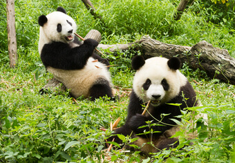Pandas In China