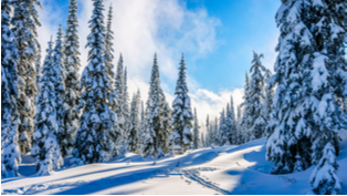 Tree Skiing